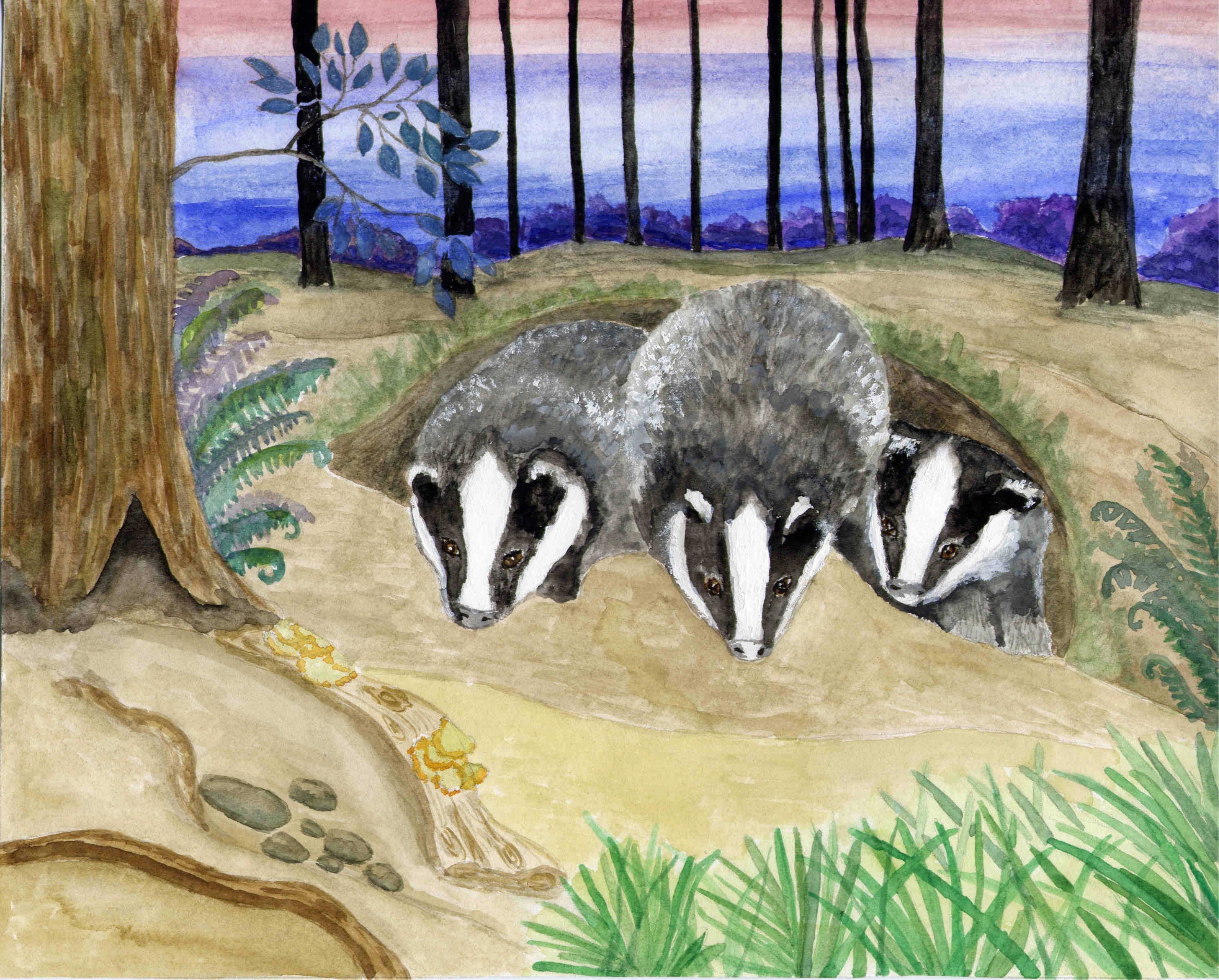 badgers